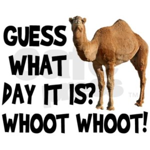 45972-Hump-Day-Camel