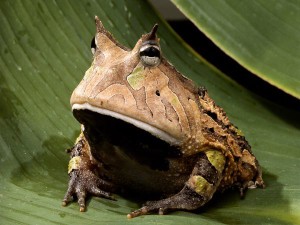 amazon-horned-frog_443_600x450